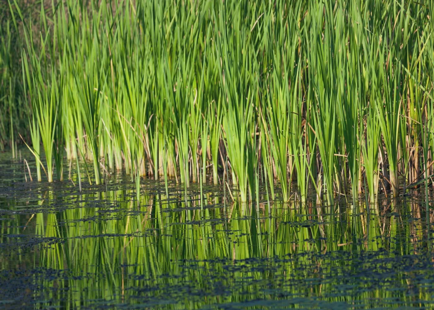Pond Cleaning + Creating image